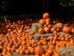 Pumpkins