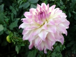 ~ Pale Dahlia