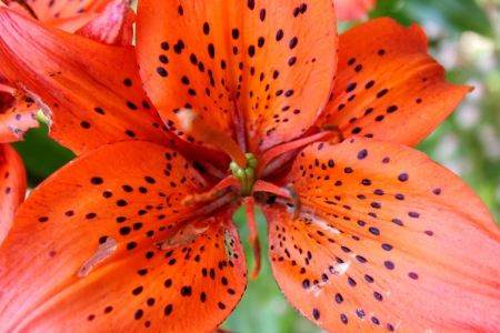 ~ Macro-Lily - orange, flower, petals, macro