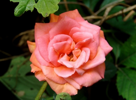 ~ Rose In Bloom ~ - orange, rose, flower, petals