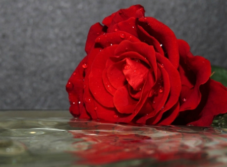 ~ Rose Reflection - water, rose, petals, red