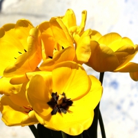 Yellow Tulips