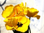 Yellow Tulips