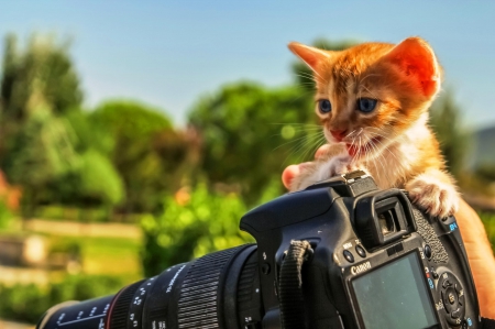 Cat - hat, pretty, cat face, beautiful, beauty, lovely, paws, sweet, cat, kitten, cute, cats, face, sleeping, animals, kitty