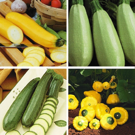 Pumpkins - pumpkins, garden, pumpkin, vegetable