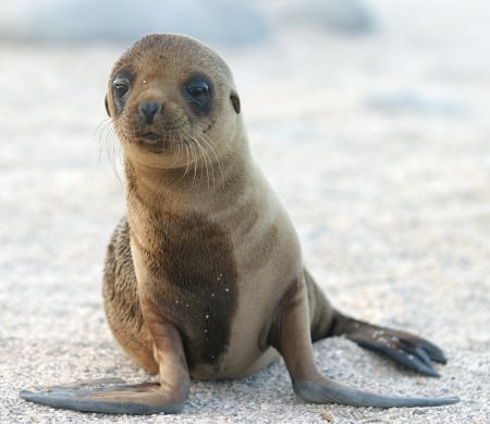 Sea lion pup - alone, craves, waits, young