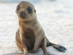 Sea lion pup