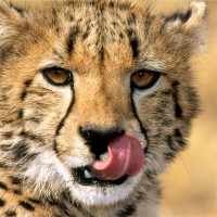 cheetah