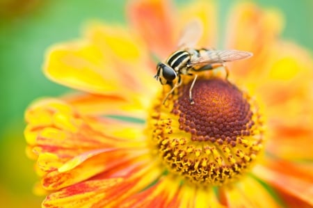 â™¥â™¥â™¥ - flowers, bee, nature, sunflower