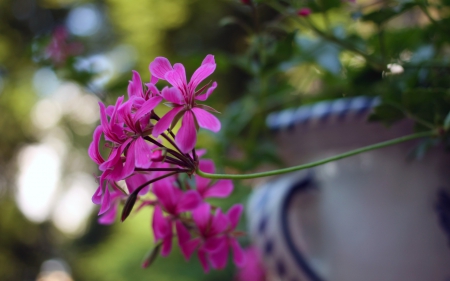 ♥♥♥ - flowers, violet, flower, nature