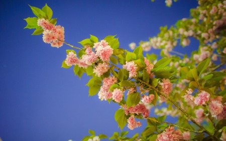 â™¥â™¥â™¥ Flowering trees â™¥â™¥â™¥ - nature, flowers, trees, flower