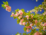 â™¥â™¥â™¥ Flowering trees â™¥â™¥â™¥