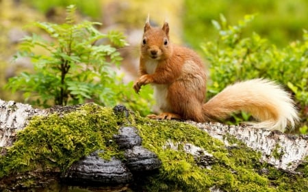 â™¥â™¥â™¥ Squirrel â™¥â™¥â™¥ - animal, squirrels, squirrel, animals