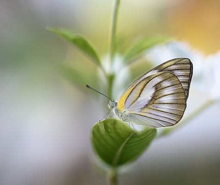 ♥♥♥ Butterfly ♥♥♥ - butterflie, nature, bugs, butterflies