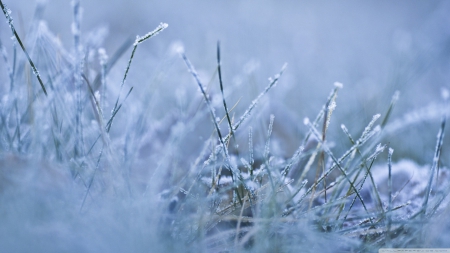 Morning chill - frosty, photography, field, frosted, cold, macro, frozen, grass, ice, winter, wallpaper, hd, nature, abstract, frost, snow, chill