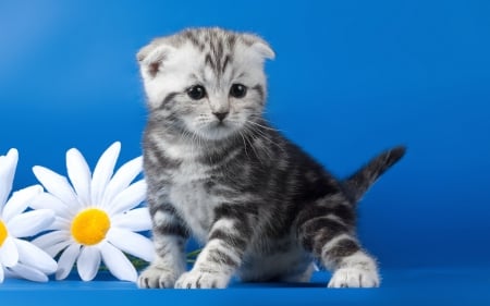 Sweet Cat - daisy, cat, blue background, sweetness