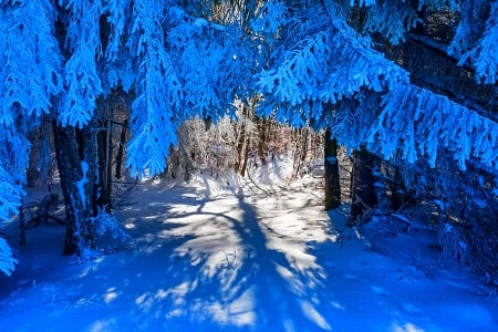 Winter - snowflakes, splendor, snow, photo, sky, sun, trees, winter, beautiful, photography, lovely, tree, wonderful, ice, nature, snowflake, cold