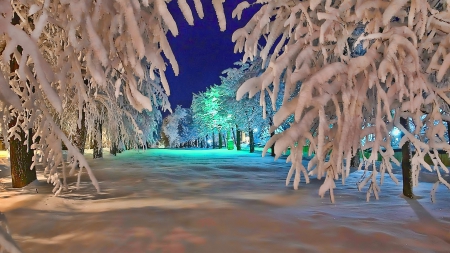 winter scene at night - trees, lines, winter, night, lights