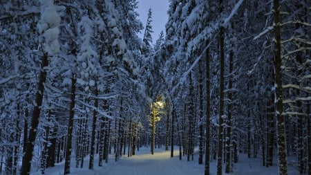 gorgeous forest in winter - winter, lamp, forest, light