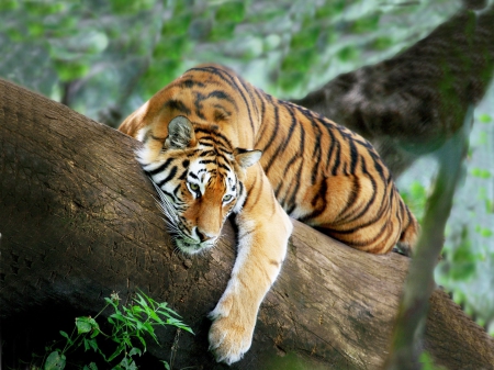 Tiger - jungle, animal, Tiger, cat