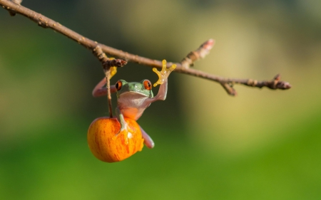 Swing - apple, funny, animal, halloween, fruit, frog, orange, swing, branch, autumn, green