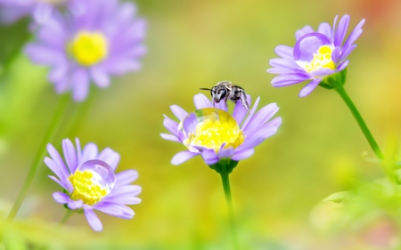 Happy bee - flower, pink, field, yellow, bee, insect, green