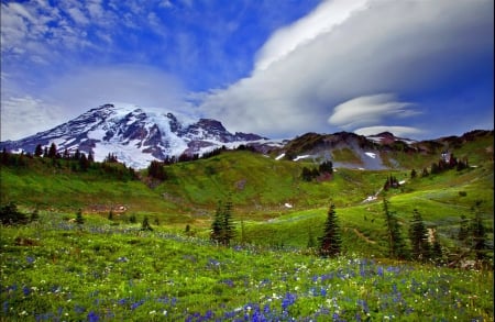 Mountain paradise - bushes, grass, spring, mountain, flowers, scent, field, paradise, sky, clouds, greenery, carpet, beautiful, snowy, fragrance, lovely, peaks, colorful