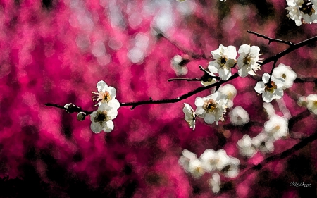 Watercolor Spring Blossoms - magenta, blooms, watercolor, spring, bright, nature, fragrant, floral, blossoms, sakura, pink, tree, flowers, cherry blossoms, apple blossoms