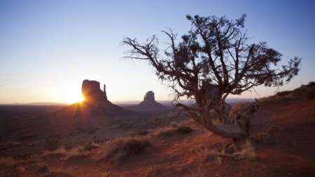 desert monuments at sunrise - tree, desert, monuments, sunrise