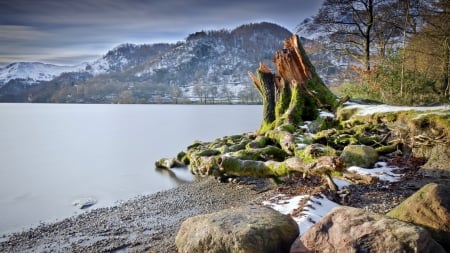 moss covered three stump on a lake shore - lake, moss, rocks, tree, stump, shore