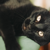 MY CAT "SHADOW"