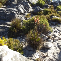 Mountain wilderness