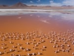 a flock of flamingos taking off on a lake in africa