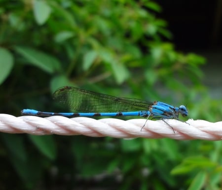 Libelula azul - bicho, plantas, libelula, azul