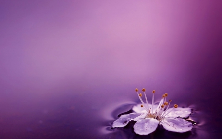 Delicate - delicate, water, nature, purple, pond, soft, flower, reflection