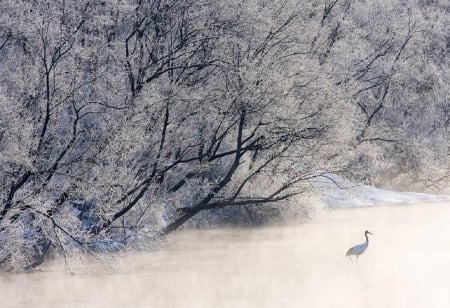 The Red-Crowned Crane - japan, snow, winter, crane, japanese