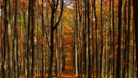 path through a forest of trunks - path, trunks, autumn, forest, leaves