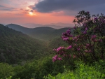 flowering bush in a thick forest