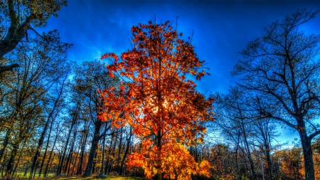 wonderful autumn tree hdr - sky, autumn, forest, leaves, tree, hdr