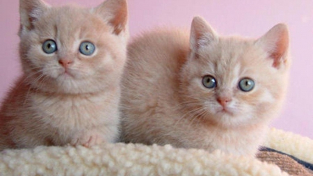 Sweet kitten couple - sweet, cat, couple, kitten