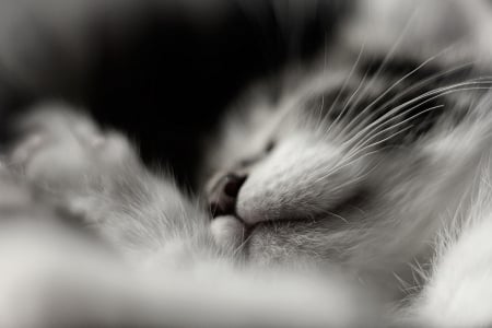 Cat - paws, face, pretty, cute, animals, beauty, beautiful, sweet, cat, sleeping, kitty, cats, kitten, hat, lovely, cat face