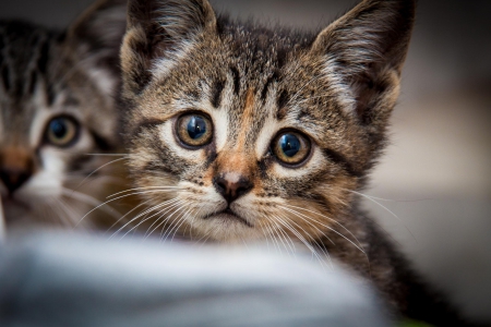 Cat - hat, pretty, cat face, beautiful, beauty, lovely, paws, sweet, cat, kitten, cute, cats, face, sleeping, animals, kitty