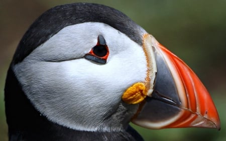 Puffin - nature, puffin, animals, birds