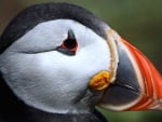 Puffin