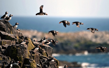 Puffin Colony on the Farne Islands - puffins, animals, birds, island