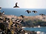 Puffin Colony on the Farne Islands