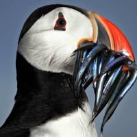 Puffin with Sand Ells