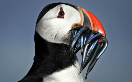 Puffin with Sand Ells - puffins, animals, nature, birds