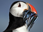 Puffin with Sand Ells