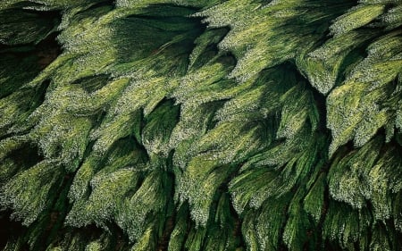 Subaquatic vegetation in the Loire river near Digoin, Saone-et-Loire, France - Loire, France, nature, Digoin, rivers, subaquatic vegetation, aone-et-Loire